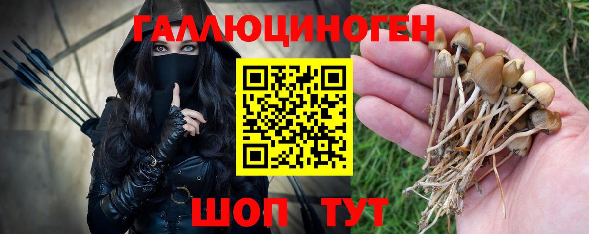 Псилоцибиновые грибы Psilocybe Назрань